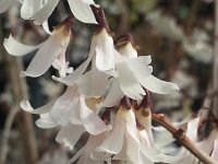 Abeliophyllum distichum, White Forsythia   abeliophyllum distichum, bush, fragrance, white    High resolution stock image available for purchase and licensing, image size: 2448x3264 px (1,30 MB).  Copyright &copy; 2010-2017. All rights reserved.  Contact us  for more information. : abeliophyllum distichum, bush, fragrance, white