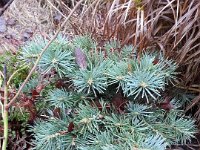 Abies concolor 'Piggelmee', White Fir   abies koreana piggelme, conifer, grey, evergreen    High resolution stock image available for purchase and licensing, image size: 2448x3264 px (4,02 MB).  Copyright &copy; 2010-2017. All rights reserved.  Contact us  for more information. : abies koreana piggelme, conifer, grey, evergreen