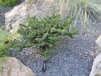 Abies koreana 'Oberon', Koreana Fir   abies koreana oberon, conifer, dwarf, evergreen    High resolution stock image available for purchase and licensing, image size: 3290x2478 px (5,63 MB).  Copyright &copy; 2010-2017. All rights reserved.  Contact us  for more information. : abies koreana oberon, conifer, dwarf, evergreen