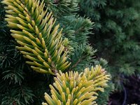 Abies nordmanniana 'Aurea', Caucasian Fir   abies nordmanniana aurea, conifer, yellow, evergreen    High resolution stock image available for purchase and licensing, image size: 4128x3096 px (3,79 MB).  Copyright &copy; 2010-2017. All rights reserved.  Contact us  for more information. : abies nordmanniana aurea, conifer, yellow, evergreen