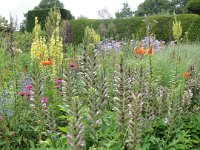 Acanthus hungaricus, Hungarian Bear’s-breeches   acanthus hungaricus, perennial    High resolution stock image available for purchase and licensing, image size: 3000x4000 px (4,17 MB).  Copyright &copy; 2010-2017. All rights reserved.  Contact us  for more information. : acanthus hungaricus, perennial