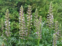 Acanthus spinosus, Spine Acanthus   acanthus spinosus, perennial    High resolution stock image available for purchase and licensing, image size: 4320x3240 px (6,97 MB).  Copyright &copy; 2010-2017. All rights reserved.  Contact us  for more information. : acanthus spinosus, perennial