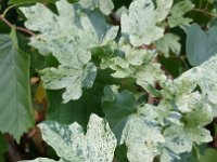 Acer campestre 'Pulverentum', Hedge Maple   acer campestre pulverentum, tree, variegated, maple    High resolution stock image available for purchase and licensing, image size: 2322x4128 px (1,54 MB).  Copyright &copy; 2010-2017. All rights reserved.  Contact us  for more information. : acer campestre pulverentum, tree, variegated, maple