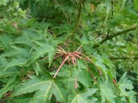 Acer micranthum   acer micranthum, bush, maple    High resolution stock image available for purchase and licensing, image size: 3240x4320 px (2,46 MB).  Copyright &copy; 2010-2017. All rights reserved.  Contact us  for more information. : acer micranthum, bush, maple