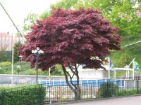 Acer palmatum 'Atropurpureum', Japanese Maple   acer palmatum atropurpureum, dark leaf, maple, bush, tree    High resolution stock image available for purchase and licensing, image size: 3264x2448 px (3,88 MB).  Copyright &copy; 2010-2017. All rights reserved.  Contact us  for more information. : acer palmatum atropurpureum, dark leaf, maple, bush, tree