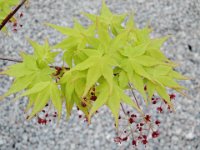 Acer palmatum 'Aureum', Japanese Maple   acer palmatum aureum, bush, maple, yellow leaf, flower    High resolution stock image available for purchase and licensing, image size: 3503x2626 px (3,53 MB).  Copyright &copy; 2010-2017. All rights reserved.  Contact us  for more information. : acer palmatum aureum, bush, maple, yellow leaf, flower