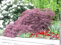 Acer palmatum 'Dissectum Atropurpureum', Japanese Maple   acer palmatum dissectum atropurpureum, maple, dark leaf, bush    High resolution stock image available for purchase and licensing, image size: 3264x2448 px (6,14 MB).  Copyright &copy; 2010-2017. All rights reserved.  Contact us  for more information. : acer palmatum dissectum atropurpureum, maple, dark leaf, bush