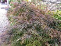 Acer palmtum 'Dissectum Garnet', Japanese Maple   acer palmatum dissectum garnet, dark leaf, bush, maple    High resolution stock image available for purchase and licensing, image size: 2448x3264 px (4,58 MB).  Copyright &copy; 2010-2017. All rights reserved.  Contact us  for more information. : acer palmatum dissectum garnet, dark leaf, bush, maple