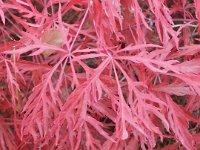 Acer palmatum 'Dissectum Garnet', Japanese Maple   acer palmatum dissectum garnet, autumn color, bush, maple    High resolution stock image available for purchase and licensing, image size: 2448x3264 px (2,25 MB).  Copyright &copy; 2010-2017. All rights reserved.  Contact us  for more information. : acer palmatum dissectum garnet, autumn color, bush, maple