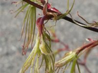 Acer palmatum 'Koto-no-ito', Japanese Maple   acer palmatum koto-no-ito, maple, bush    High resolution stock image available for purchase and licensing, image size: 3096x4128 px (1,34 MB).  Copyright &copy; 2010-2017. All rights reserved.  Contact us  for more information. : acer palmatum koto-no-ito, maple, bush