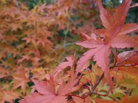 Acer palmatum, Japanese Maple   acer palmatum, bush, maple, leaf, autumn color    High resolution stock image available for purchase and licensing, image size: 3096x4128 px (1,76 MB).  Copyright &copy; 2010-2017. All rights reserved.  Contact us  for more information. : acer palmatum, bush, maple, leaf, autumn color