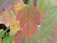 Acer pensylvanicum, Snakebark Maple   acer pensylvanicum, autumn color, tree, maple    High resolution stock image available for purchase and licensing, image size: 2448x3264 px (1,33 MB).  Copyright &copy; 2010-2017. All rights reserved.  Contact us  for more information. : acer pensylvanicum, autumn color, tree, maple