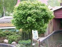 Acer platanoides 'Globusum' Norway Maple   acer platanoides globosum, maple, tree    High resolution stock image available for purchase and licensing, image size: 3264x2448 px (4,60 MB).  Copyright &copy; 2010-2017. All rights reserved.  Contact us  for more information. : acer platanoides globosum, maple, tree