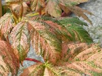 Acer pseudoplatanus 'Eskimo Sunset', Variegated Sycamore Maple   acer pseudoplatanus eskimo sunset, maple, variegated, leaf, tree    High resolution stock image available for purchase and licensing, image size: 2448x3264 px (2,21 MB).  Copyright &copy; 2010-2017. All rights reserved.  Contact us  for more information. : acer pseudoplatanus eskimo sunset, maple, variegated, leaf, tree
