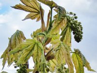 Acer pseudoplatanus 'Nizetti', Variegated Sycamore Maple   acer pseudoplatanus nizetti, maple, variegated, leaf, tree    High resolution stock image available for purchase and licensing, image size: 2035x2715 px (2,37 MB).  Copyright &copy; 2010-2017. All rights reserved.  Contact us  for more information. : acer pseudoplatanus nizetti, maple, variegated, leaf, tree