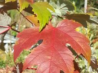 Acer saccharinum, Silver Maple   acer saccharinum, leaf, autumn color, tree    High resolution stock image available for purchase and licensing, image size: 2448x3264 px (1,88 MB).  Copyright &copy; 2010-2017. All rights reserved.  Contact us  for more information. : acer saccharinum, leaf, autumn color, tree