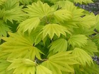 Acer schirasawanum 'Aureum', Golden Full Moon Maple   acer shirasawanum aureum, golden, yellow, leaf, bush, maple    High resolution stock image available for purchase and licensing, image size: 2448x3264 px (1,54 MB).  Copyright &copy; 2010-2017. All rights reserved.  Contact us  for more information. : acer shirasawanum aureum, golden, yellow, leaf, bush, maple