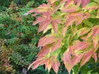 Acer triflorum, Three-flower Maple   acer triflorum, tree, maple, autumn color    High resolution stock image available for purchase and licensing, image size: 4000x3000 px (4,91 MB).  Copyright &copy; 2010-2017. All rights reserved.  Contact us  for more information. : acer triflorum, tree, maple, autumn color