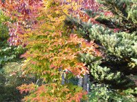 Acer triflorum, Three-flower Maple   acer triflorum, tree, maple, autumn color    High resolution stock image available for purchase and licensing, image size: 2741x3647 px (6,41 MB).  Copyright &copy; 2010-2017. All rights reserved.  Contact us  for more information. : acer triflorum, tree, maple, autumn color