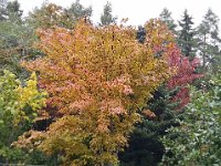 Acer tschonoskii var. rubripes, Tschonooski's Maple   Acer tschonoskii, tree, maple, autumn color    High resolution stock image available for purchase and licensing, image size: 3555x2670 px (6,38 MB).  Copyright &copy; 2010-2017. All rights reserved.  Contact us  for more information. : Acer tschonoskii, tree, maple, autumn color 