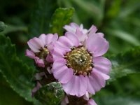 Achillea alpina ssp. camtschaticum, Siberian Yarrow   achillea alpina ssp camtschaticum, pink, flower, perennial    High resolution stock image available for purchase and licensing, image size: 4128x3096 px (2,41 MB).  Copyright &copy; 2010-2017. All rights reserved.  Contact us  for more information. : achillea alpina ssp camtschaticum, pink, flower, perennial