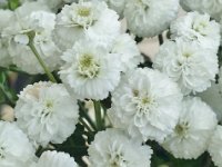 Achillea ptarmica 'Double Diamond', Sneezewort   achillea ptarmica double diamond, perennial, flower, white, double    High resolution stock image available for purchase and licensing, image size: 2607x1939 px (1,44 MB).  Copyright &copy; 2010-2017. All rights reserved.  Contact us  for more information. : achillea ptarmica double diamond, perennial, flower, white, double