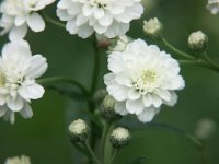 Achillea ptarmica var. multiplex, Sneezewort   achillea ptarmica var multiplex, perennial, white, double, flower    High resolution stock image available for purchase and licensing, image size: 3264x2448 px (3,56 MB).  Copyright &copy; 2010-2017. All rights reserved.  Contact us  for more information. : achillea ptarmica var multiplex, perennial, white, double, flower