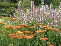 Achillea 'Terracotta', Yarrow with Agastache 'Cotton Candy', Hummingbird Mint   achillea terracotta, agastache cotton candy, perennial, flower    High resolution stock image available for purchase and licensing, image size: 4320x3240 px (4,48 MB).  Copyright &copy; 2010-2017. All rights reserved.  Contact us  for more information. : achillea terracotta, agastache cotton candy, perennial, flower