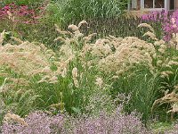 Achnatherum calamagrostis, Silver Spike Grass   Achnatherum calamagrostis, grass    High resolution stock image available for purchase and licensing, image size: 639x476 px (458,04 kB).  Copyright &copy; 2010-2017. All rights reserved.  Contact us  for more information. : Achnatherum calamagrostis, grass