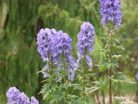 Aconitum carmichaelii, Japanese Aconite, Carmichael's monkshood   aconitum carmichaelii, blue, flower, perennial    High resolution stock image available for purchase and licensing, image size: 3264x2448 px (4,87 MB).  Copyright &copy; 2010-2017. All rights reserved.  Contact us  for more information. : aconitum carmichaelii, blue, flower, perennial