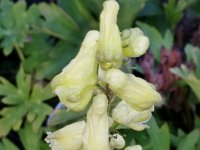 Aconitum lycoctonum ssp. vulparia, Yellow Monkshood   aconitum lycoctonum ssp. vulparia, yellow, perennial, flower    High resolution stock image available for purchase and licensing, image size: 3096x4128 px (3,24 MB).  Copyright &copy; 2010-2017. All rights reserved.  Contact us  for more information. : aconitum lycoctonum ssp. vulparia, yellow, perennial, flower
