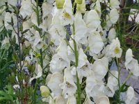 Aconitum napellus 'Schneewittchen', Monkshood   aconitum napellus schneewittchen, white, perennial, flower    High resolution stock image available for purchase and licensing, image size: 2759x3690 px (3,25 MB).  Copyright &copy; 2010-2017. All rights reserved.  Contact us  for more information. : aconitum napellus schneewittchen, white, perennial, flower