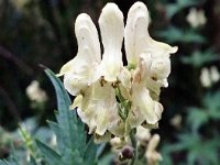 Aconitum septentrionale 'Ivorine', Monkshood       High resolution stock image available for purchase and licensing, image size: 2322x3158 px (3,16 MB).  Copyright &copy; 2010-2017. All rights reserved.  Contact us  for more information.