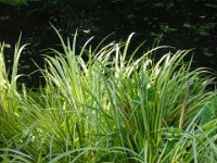 Acorus gramineus 'Ogon', Sweet Flag   acorus gramineus ogon, grass, golden, yellow    High resolution stock image available for purchase and licensing, image size: 4320x3240 px (4,97 MB).  Copyright &copy; 2010-2017. All rights reserved.  Contact us  for more information. : acorus gramineus ogon, grass, golden, yellow