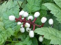 Actaea pachypoda 'Misty Blue', Baneberry, Kohosh   actaea pachypoda misty blue, berries, white, woodland, perennial, grey    High resolution stock image available for purchase and licensing, image size: 2448x3264 px (1,68 MB).  Copyright &copy; 2010-2017. All rights reserved.  Contact us  for more information. : actaea pachypoda misty blue, berries, white, woodland, perennial, grey