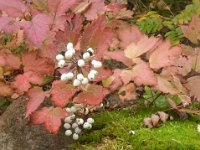 Actaea rubra f. neglecta, Baneberry, Kohosh   actaea rubra f. neglecta, berries, white, woodland, perennial, autumn color    High resolution stock image available for purchase and licensing, image size: 3219x2424 px (2,87 MB).  Copyright &copy; 2010-2017. All rights reserved.  Contact us  for more information. : actaea rubra f. neglecta, berries, white, woodland, perennial, autumn color