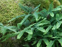 Adiantum aleuticum 'Subpumilum', Maidenhair fern   adiantum aleuticum subpumilum, fern, woodland    High resolution stock image available for purchase and licensing, image size: 3264x2448 px (4,08 MB).  Copyright &copy; 2010-2017. All rights reserved.  Contact us  for more information. :  adiantum aleuticum subpumilum, fern, woodland