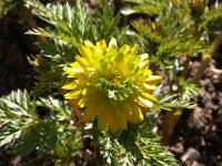 Adonis amurensis 'Pleniflora', Amur Adonis   adonis amurensis, spring, yellow, perennial, double    High resolution stock image available for purchase and licensing, image size: 1600x1200 px (1,01 MB).  Copyright &copy; 2010-2017. All rights reserved.  Contact us  for more information. : adonis amurensis, spring, yellow, perennial, double