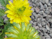 Adonis amurensis 'Sandanzaki', Amur Adonis   adonis amurensis sandanzaki, spring, yellow, green, double, perennial    High resolution stock image available for purchase and licensing, image size: 1873x2506 px (1,84 MB).  Copyright &copy; 2010-2017. All rights reserved.  Contact us  for more information. : adonis amurensis sandanzaki, spring, yellow, green, double, perennial