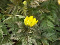 Adonis amurensis, Amur Adonis   adonis amurensis, spring, yellow, perennial    High resolution stock image available for purchase and licensing, image size: 3264x2448 px (4,11 MB).  Copyright &copy; 2010-2017. All rights reserved.  Contact us  for more information. : adonis amurensis, spring, yellow, perennial