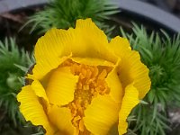 Adonis vernalis, Pheasant's eye   adonis vernalis, spring, yellow, perennial    High resolution stock image available for purchase and licensing, image size: 2448x3264 px (1,25 MB).  Copyright &copy; 2010-2017. All rights reserved.  Contact us  for more information. : adonis vernalis, spring, yellow, perennial