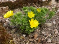 Adonis vernalis, Pheasant's eye   adonis vernalis, spring, yellow, perennial    High resolution stock image available for purchase and licensing, image size: 3264x2448 px (4,53 MB).  Copyright &copy; 2010-2017. All rights reserved.  Contact us  for more information. : adonis vernalis, spring, yellow, perennial