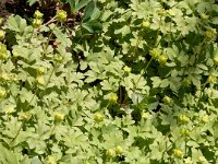 Adoxa moschatellina, Moschatel, Townhall Clock   adoxa moschatellina, perennial    High resolution stock image available for purchase and licensing, image size: 1781x2378 px (2,56 MB).  Copyright &copy; 2010-2017. All rights reserved.  Contact us  for more information. : adoxa moschatellina, perennial