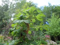 Aesculus hippocastanum 'Monstrosa', Horse Chestnut   aesculus hippocastanum monstrosa, tree, bush, dwarf, banded, chestnut    High resolution stock image available for purchase and licensing, image size: 4000x3000 px (4,26 MB).  Copyright &copy; 2010-2017. All rights reserved.  Contact us  for more information. : aesculus hippocastanum monstrosa, tree, bush, dwarf, banded, chestnut