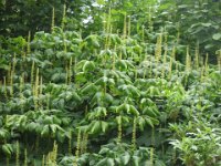 Aesculus parviflora, Bottlebrush Buckeye   aesculus parviflora, tree, bush, shrub, chestnut    High resolution stock image available for purchase and licensing, image size: 4320x3240 px (3,89 MB).  Copyright &copy; 2010-2017. All rights reserved.  Contact us  for more information. : aesculus parviflora, tree, bush, shrub, chestnut