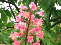 Aesculus x carnea 'Briotii', Red Horse Chestnut   aesculus x carnea briotii, pink, red, chestnut, tree, flower    High resolution stock image available for purchase and licensing, image size: 2448x3264 px (2,34 MB).  Copyright &copy; 2010-2017. All rights reserved.  Contact us  for more information. : aesculus x carnea briotii, pink, red, chestnut, tree, flower