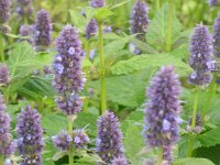 Agastache 'Blue Fortune', Anise Hyssop   agastache blue fortune, blue, flower, perennial, fragrance    High resolution stock image available for purchase and licensing, image size: 3240x4320 px (2,53 MB).  Copyright &copy; 2010-2017. All rights reserved.  Contact us  for more information. : agastache blue fortune, blue, flower, perennial, fragrance