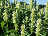 Agastache rugosa 'Alba', Anise Hyssop   agastache rugosa alba, perennial, white, fragrance, flower    High resolution stock image available for purchase and licensing, image size: 3096x4128 px (2,95 MB).  Copyright &copy; 2010-2017. All rights reserved.  Contact us  for more information. : agastache rugosa alba, perennial, white, fragrance, flower