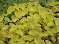 Agastache rugosa 'Golden Jubilee', Anise Hyssop   agastache rugosa golden jubilee, aurea, yellow, leaf, fragrance, perennial    High resolution stock image available for purchase and licensing, image size: 4000x3000 px (4,65 MB).  Copyright &copy; 2010-2017. All rights reserved.  Contact us  for more information. : agastache rugosa golden jubilee, aurea, yellow, leaf, fragrance, perennial