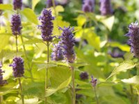 Agastache rugosa 'Golden Jubilee', Anise Hyssop   agastache rugosa golden jubilee, aurea, yellow, blue, flower, fragrance, perennial    High resolution stock image available for purchase and licensing, image size: 3264x2448 px (3,73 MB).  Copyright &copy; 2010-2017. All rights reserved.  Contact us  for more information. : agastache rugosa golden jubilee, aurea, yellow, blue, flower, fragrance, perennial